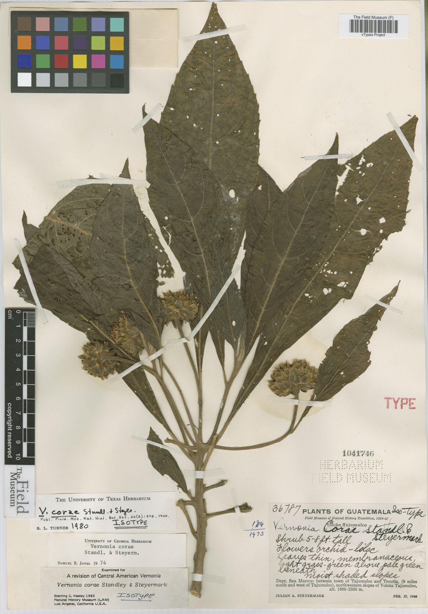 Lepidonia corae image