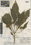 Vernonia corae Standl. & Steyerm., GUATEMALA, J. A. Steyermark 36787, Isotype, F