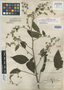 Vernonia hirsutivena Gleason, MEXICO, G. F. Gaumer 1325, Isotype, F