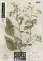 Vernonia macvaughii image