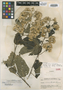 Vernonia mima Standl. & Steyerm., GUATEMALA, P. C. Standley 82871, Holotype, F