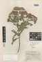 Vernonia uniflora image