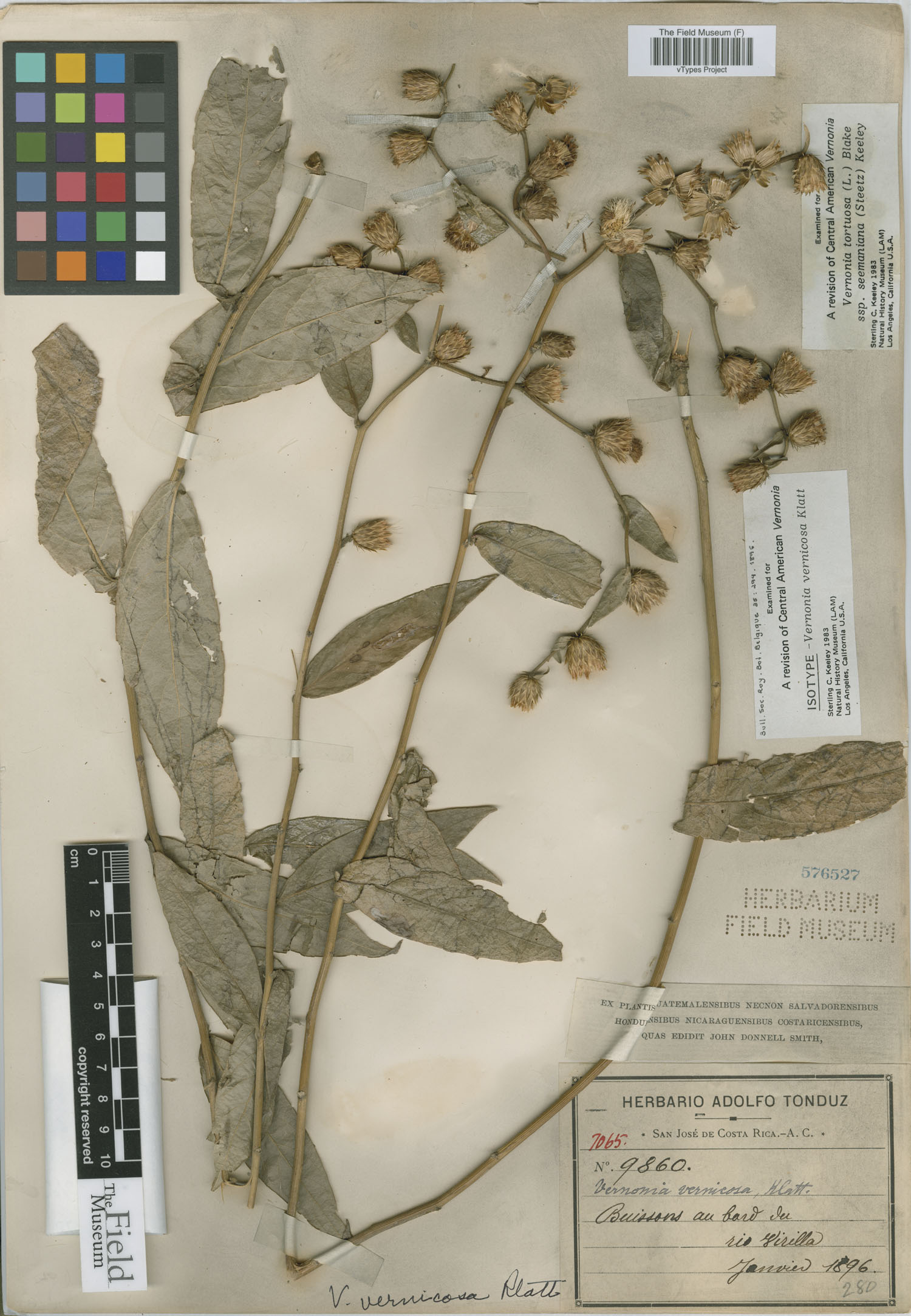 Vernonia image