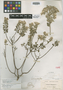 Vernonia arbuscula Less., Bahamas, A. H. Curtiss 65, Isolectotype, F