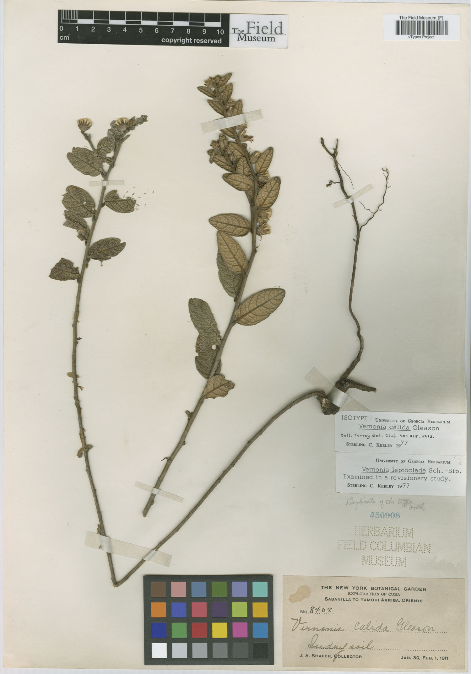 Lepidaploa leptoclada image