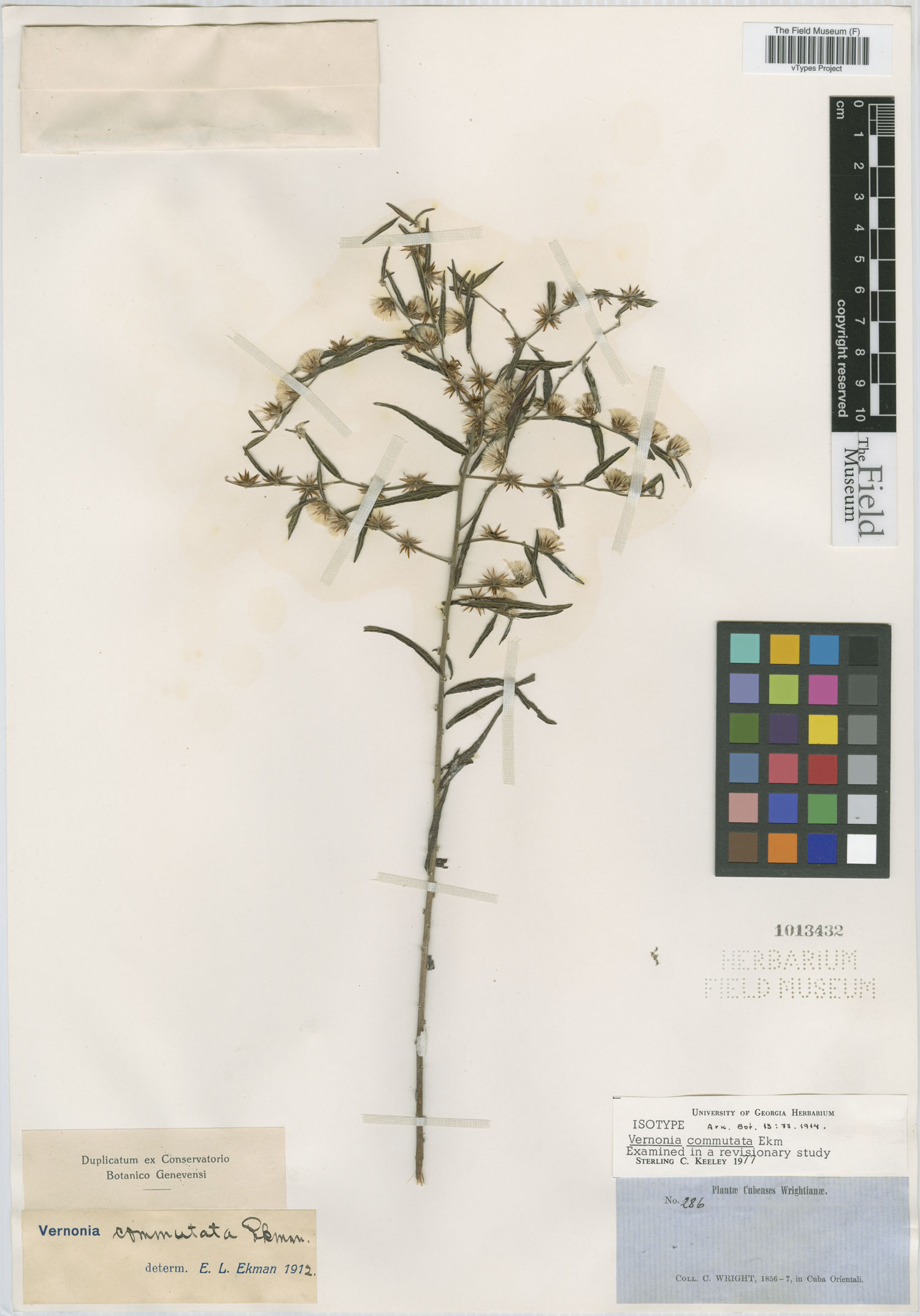 Lepidaploa commutata image