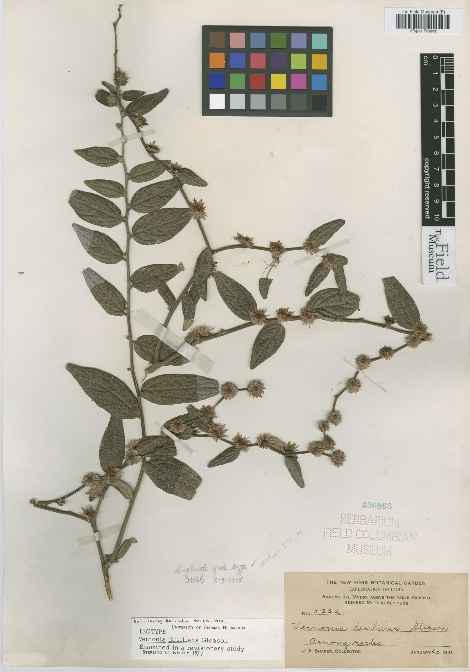 Lepidaploa desiliens image