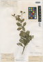 Vernonanthura hieracioides image