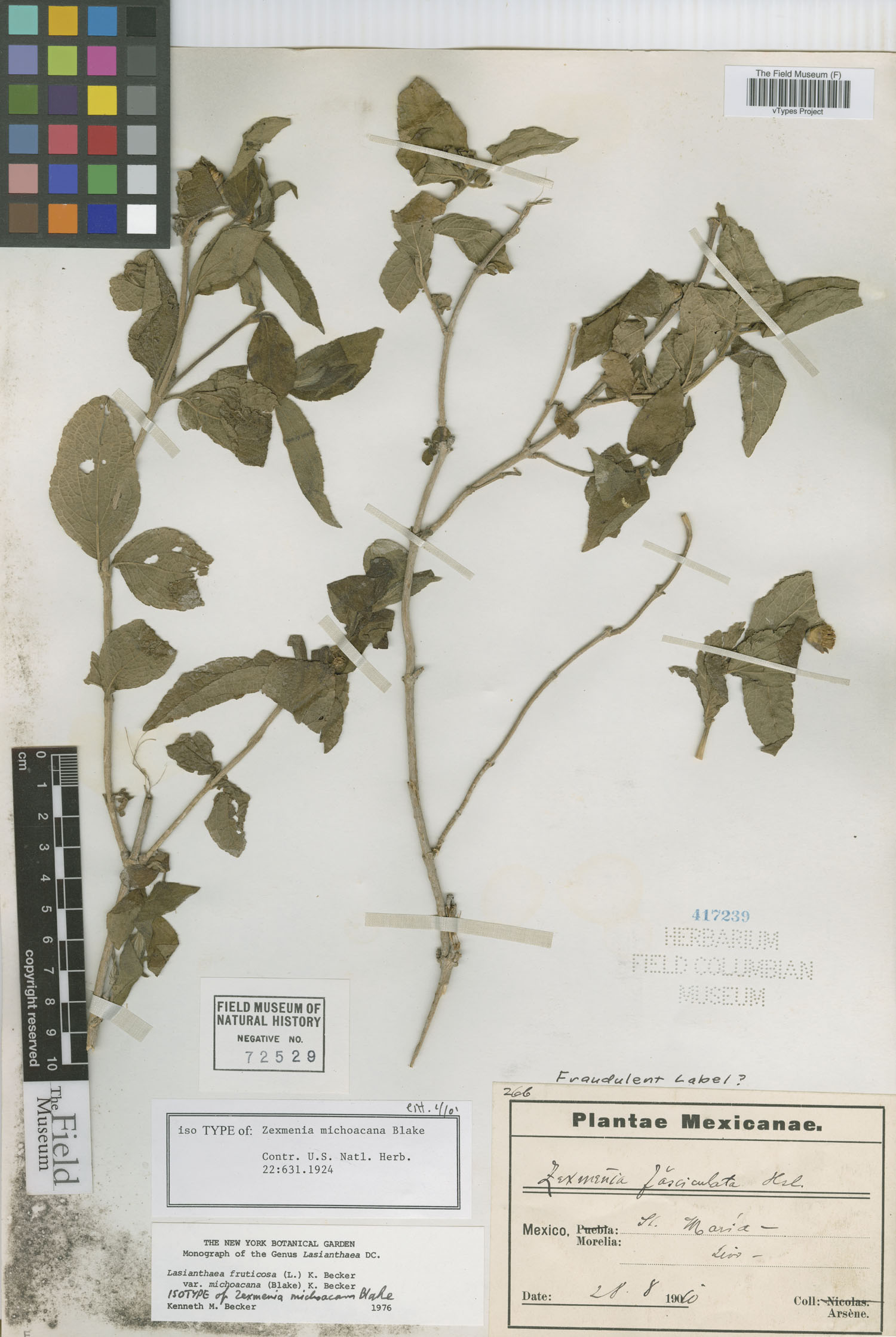Lasianthaea fruticosa var. michoacana image