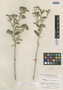 Vernonia apurimaciana S. Jones, PERU, P. C. Hutchison 1748, Isotype, F