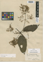 Mikania decora Poepp., PERU, E. F. Poeppig 1654, Isotype, F