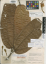 Matisia sclerophylla Cuatrec., COLOMBIA, J. Cuatrecasas 14146, Isotype, F