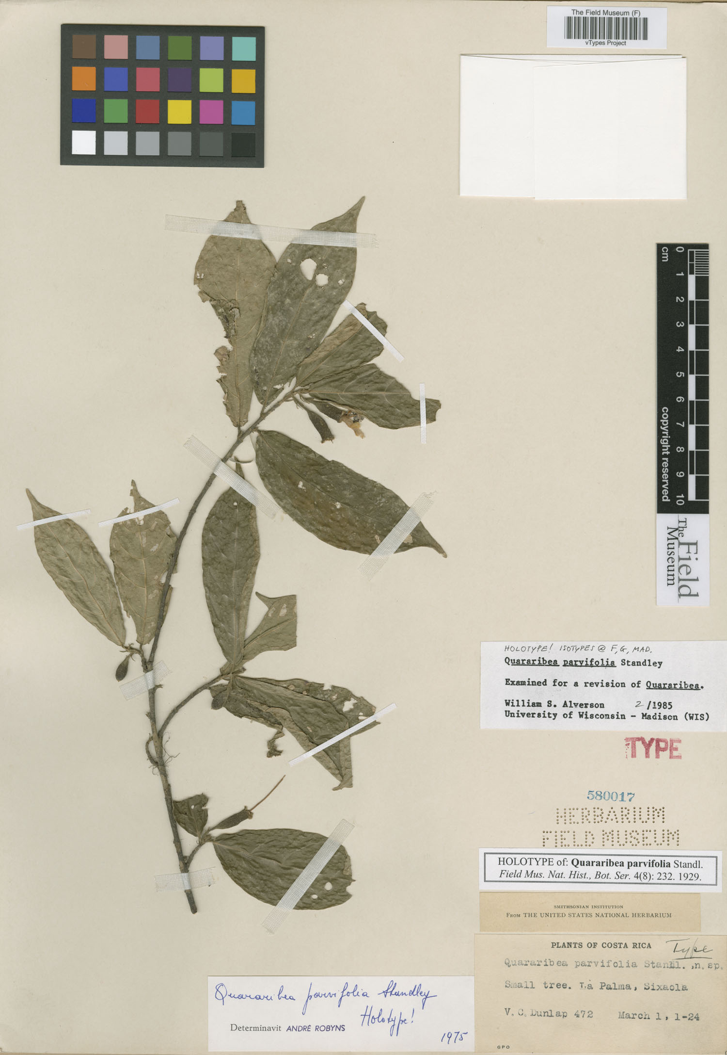 Quararibea parvifolia image