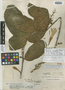 Quararibea obovalifolia Pittier, VENEZUELA, H. F. Pittier 12203, Isotype, F