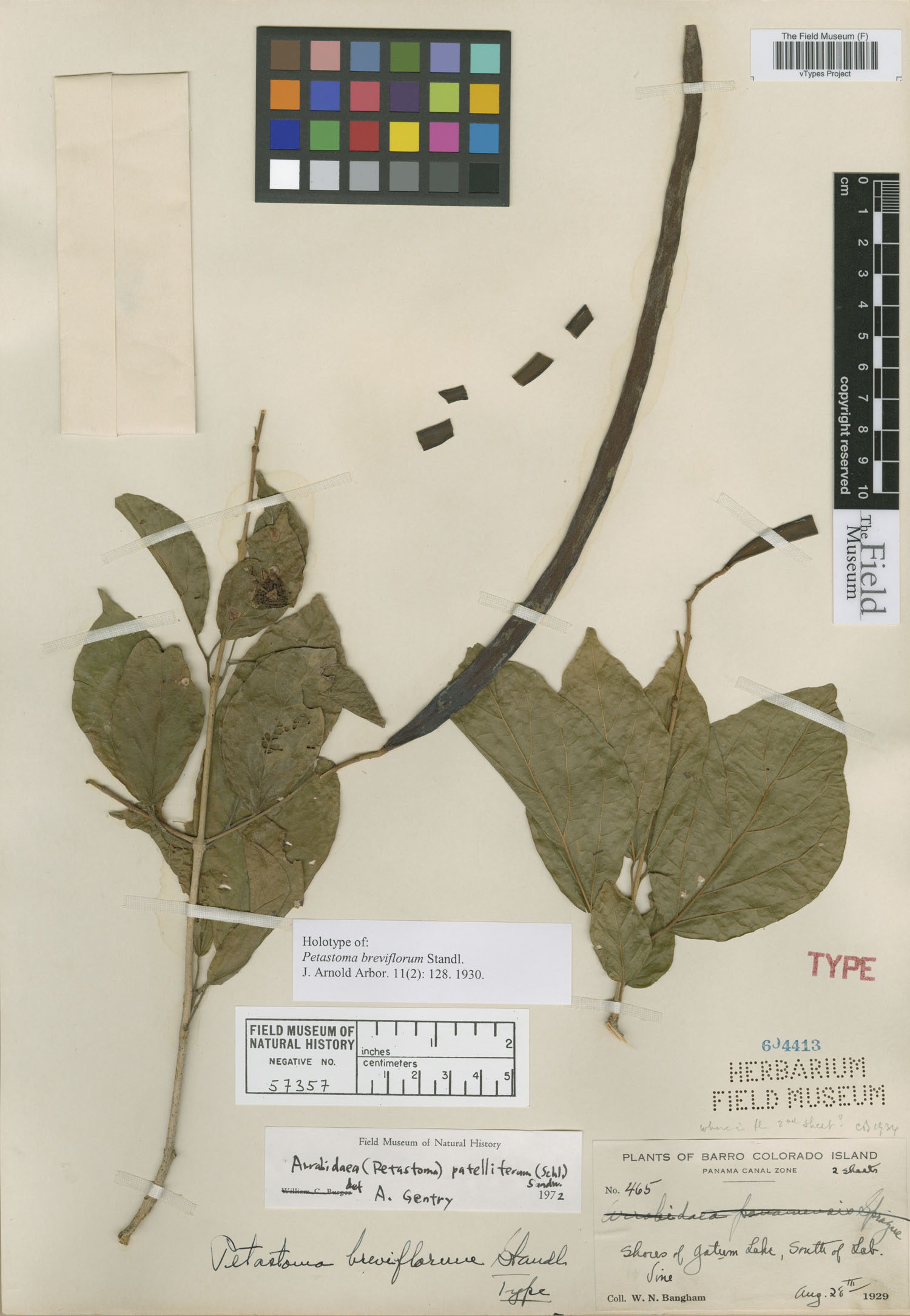 Fridericia patellifera image