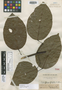 Tabebuia rufinervis Hoffmanns. ex DC., BRITISH GUIANA [Guyana], Schomburgk 575, Isotype, F