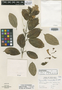 Tynanthus macranthus image