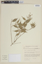 Myrcia acuminatissima O. Berg, BRAZIL, F