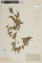 Myrcia acuminatissima O. Berg, BRAZIL, F