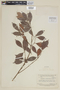 Myrcia albidotomentosa (Amshoff) McVaugh, SURINAME, F