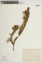Myrcia angustifolia (O. Berg) Nied., BRAZIL, F