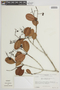 Myrcia clusiifolia (Kunth) DC., VENEZUELA, F