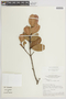 Myrcia clusiifolia (Kunth) DC., BRAZIL, F