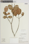Myrcia clusiifolia (Kunth) DC., BRAZIL, F