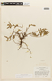 Chamaecrista trichopoda (Benth.) Britton & Rose ex Britton & Killip, BRAZIL, F