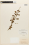 Chamaecrista viscosa var. major (Benth.) H. S. Irwin & Barneby, BRAZIL, F