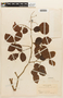 Copaifera pubiflora Benth., COLOMBIA, F