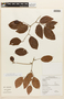 Copaifera pubiflora Benth., GUYANA, F