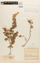 Cynometra bauhiniaefolia Benth., COLOMBIA, F