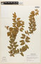Cynometra bauhiniaefolia Benth., PERU, F