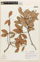 Cynometra bauhiniaefolia Benth., PERU, F