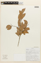 Cynometra crassifolia Benth., Ecuador, D. A. Neill 10453, F