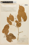 Crudia tomentosa (Aubl.) J. F. Macbr., GUYANA, F