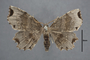 95073 Endropia jucundaria HT d IN