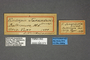 95073 Endropia jucundaria HT labels IN