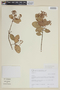 Myrcia crassifolia (Miq.) Kiaersk., BRAZIL, F