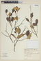 Myrcia dichrophylla D. Legrand, BRAZIL, F