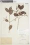 Myrcia guianensis (Aubl.) DC., PERU, F
