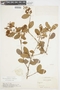 Myrcia guianensis (Aubl.) DC., COLOMBIA, F