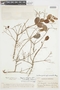 Myrcia guianensis (Aubl.) DC., VENEZUELA, F