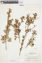 Myrcia guianensis (Aubl.) DC., SURINAME, F