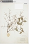 Myrcia guianensis (Aubl.) DC., GUYANA, F