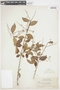 Myrcia guianensis (Aubl.) DC., GUYANA, F