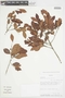 Myrcia guianensis (Aubl.) DC., BOLIVIA, F