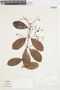Myrcia guianensis (Aubl.) DC., BRAZIL, F