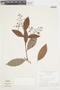Myrcia guianensis (Aubl.) DC., BRAZIL, F